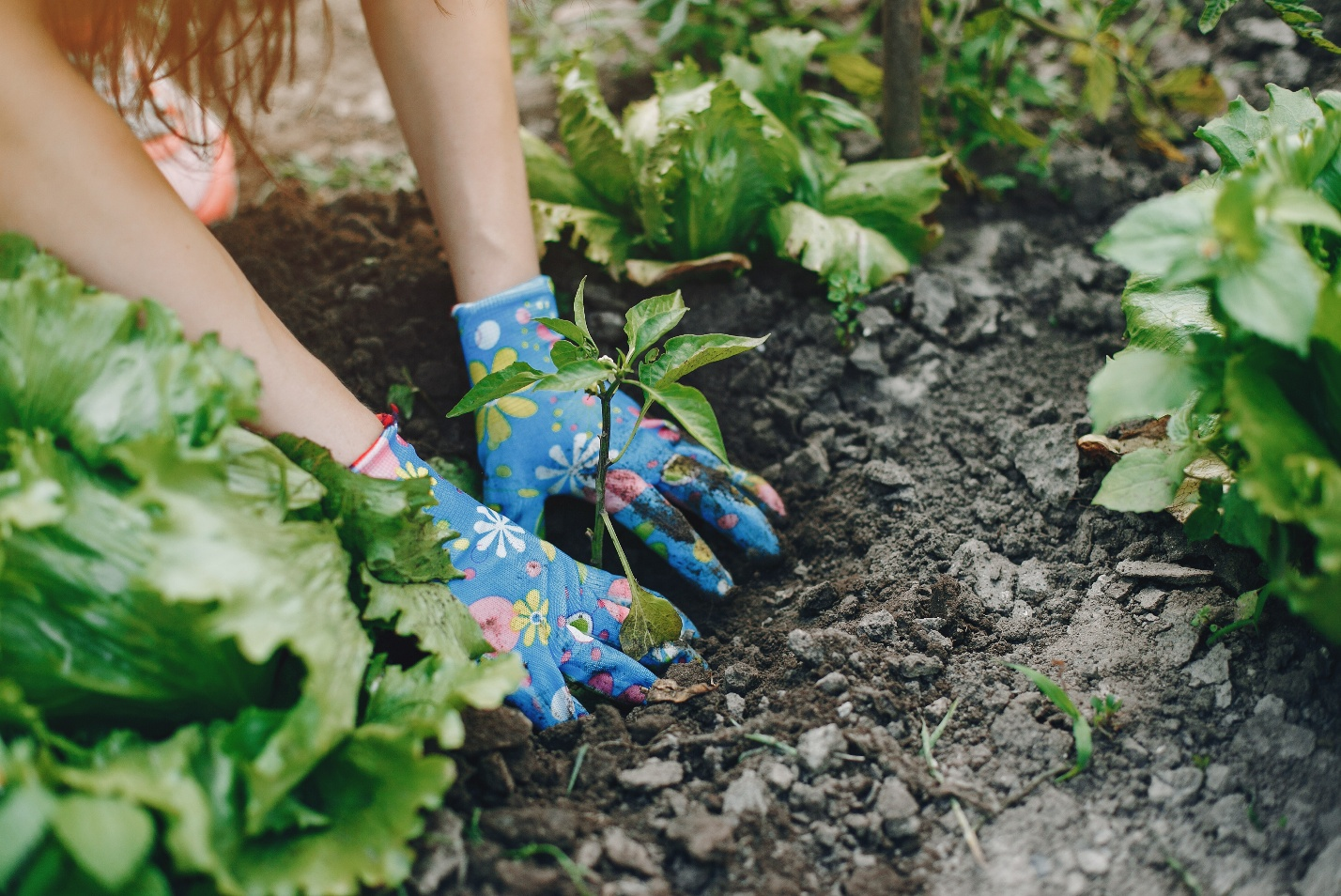 planting-gloves-closeup